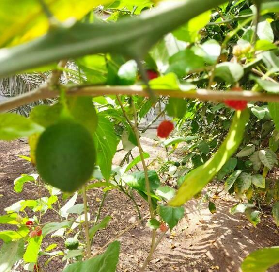 בית מלון כפרי استراحة الجوادين