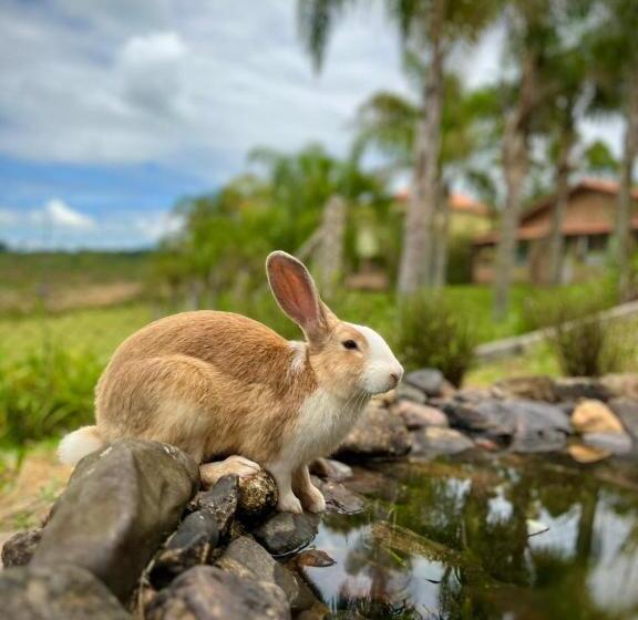酒店 Fazenda Da Lagoa