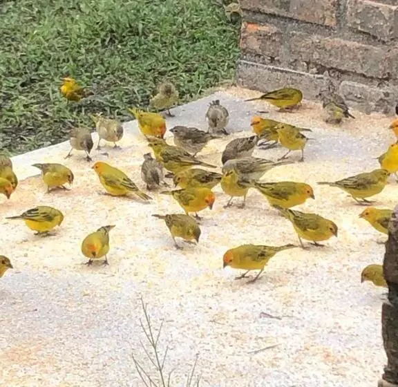 ホテル Fazenda Da Lagoa