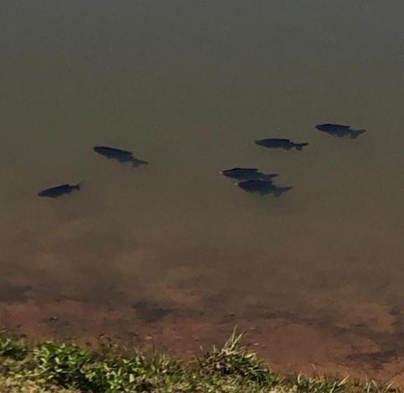 酒店 Fazenda Da Lagoa