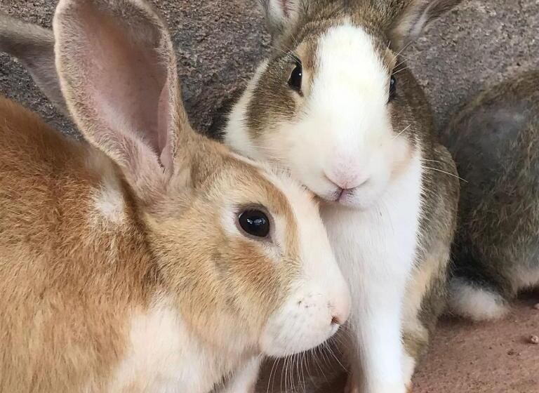 酒店 Fazenda Da Lagoa