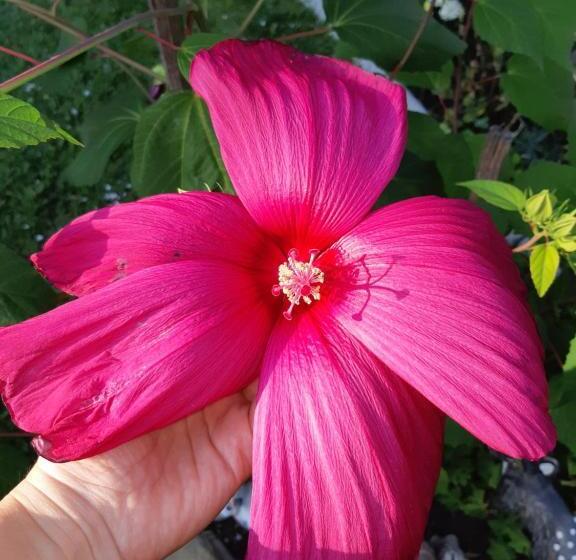 צימר къща за гости матеви