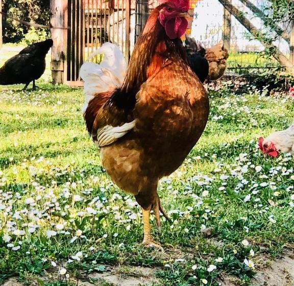 فندق Agriturismo Pometti Fattoria La Selva