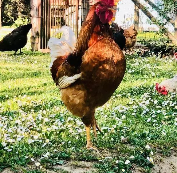 ホテル Agriturismo Pometti   Fattoria La Selva