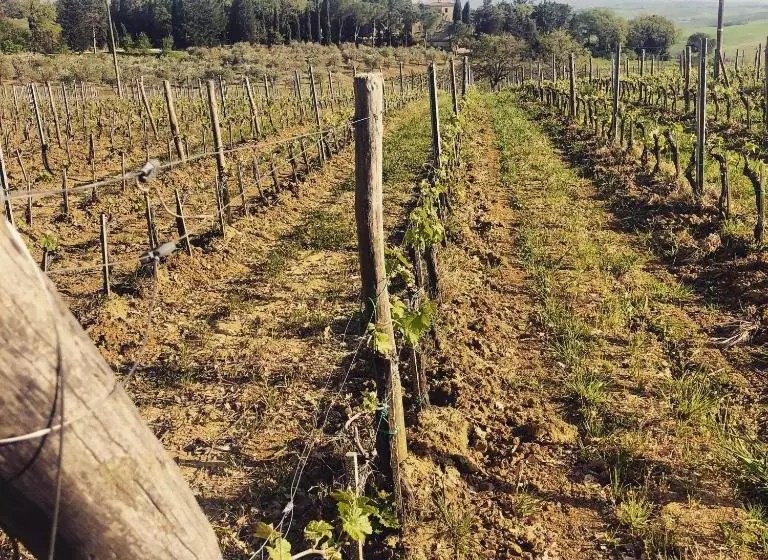 ホテル Agriturismo Pometti   Fattoria La Selva