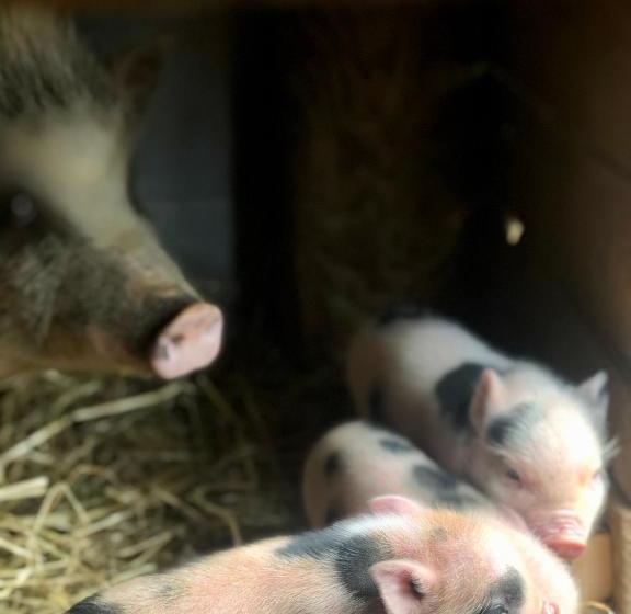 فندق Agriturismo Pometti Fattoria La Selva