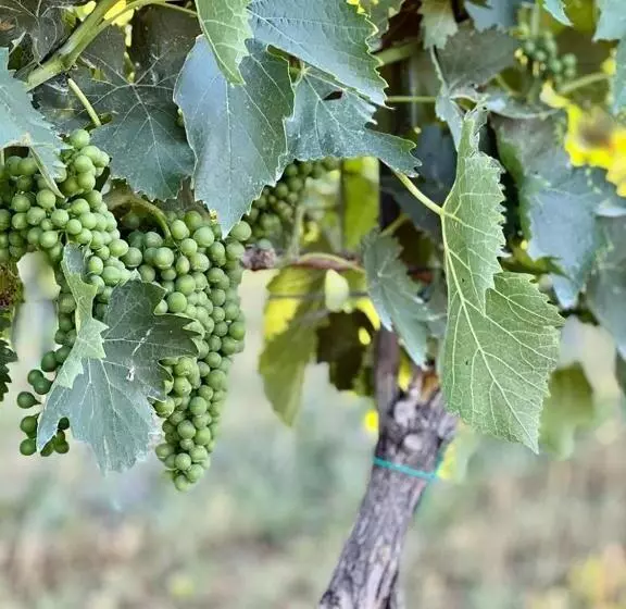 هتل Podere Montecorno