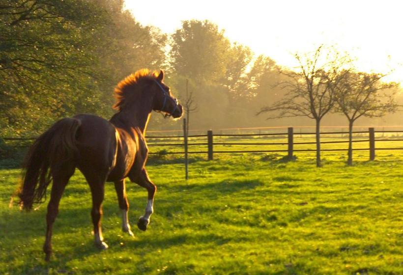 酒店 Restaurant Piärdestall Hövelhof