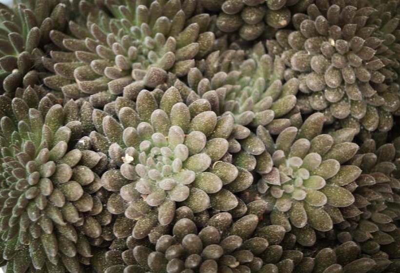 בית מלון כפרי Lavan