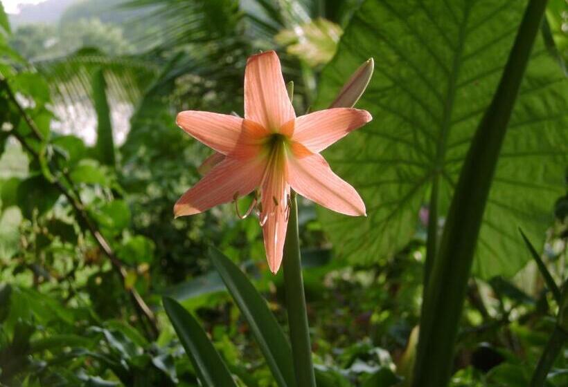 פנסיון Chez Charly Bungalow