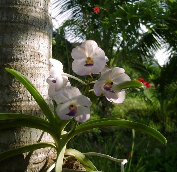 פנסיון Chez Charly Bungalow