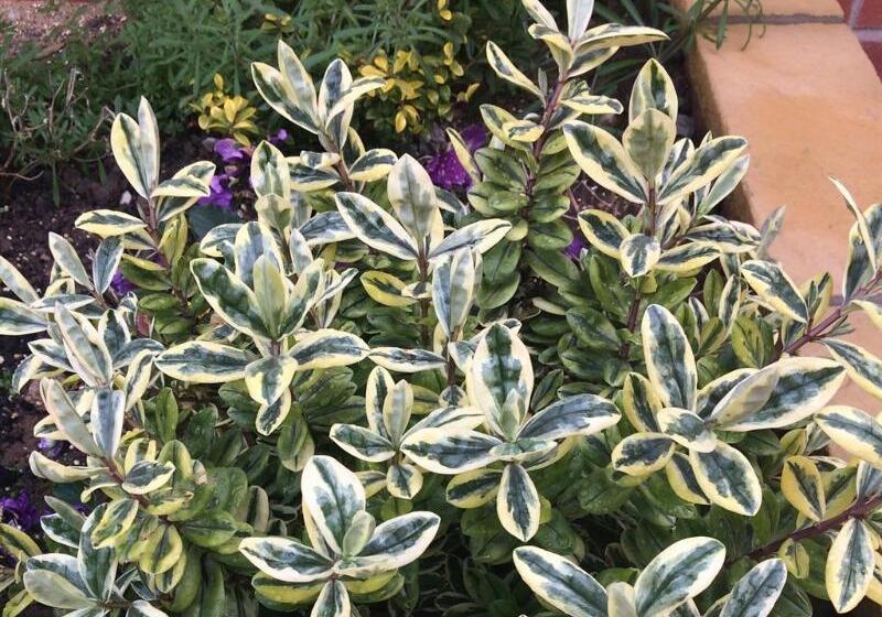 Premier Hotel Not Premier Inn