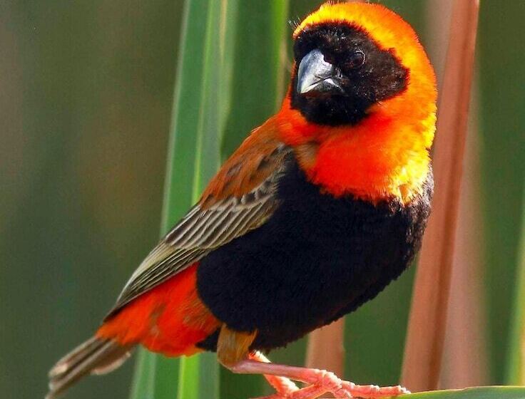 膳宿费 Montagu Vines Guesthouse