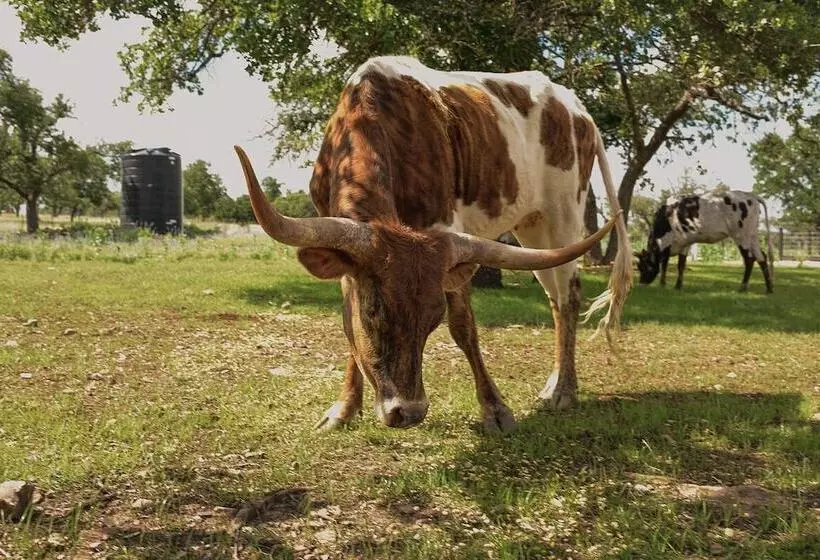 Majatalo Best Fredericksburg Bed & Breakfast