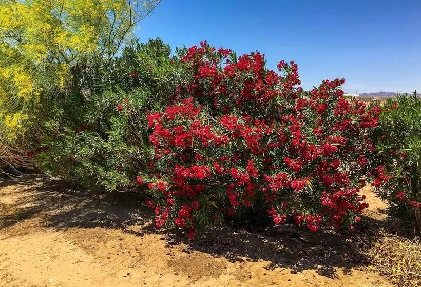 Desert Escape ~ 11 Mi To Arizona Peace Trail!