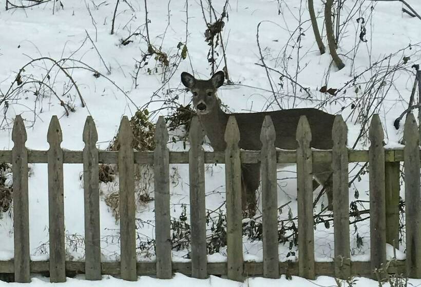 Whitetail Ridge New Cumberland Home With Yard!