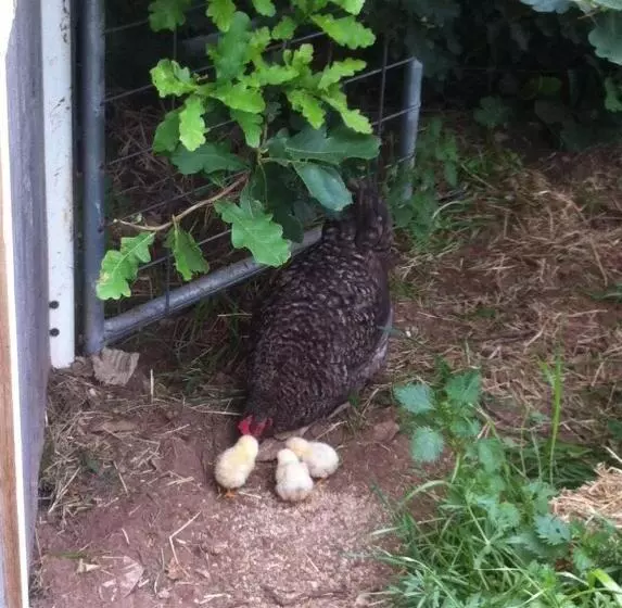ホテル Taras Richmond Farmstay