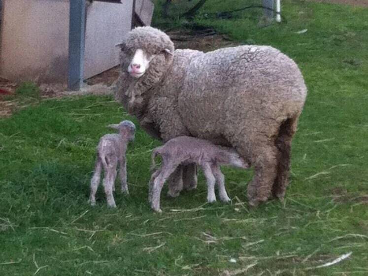 호텔 Taras Richmond Farmstay