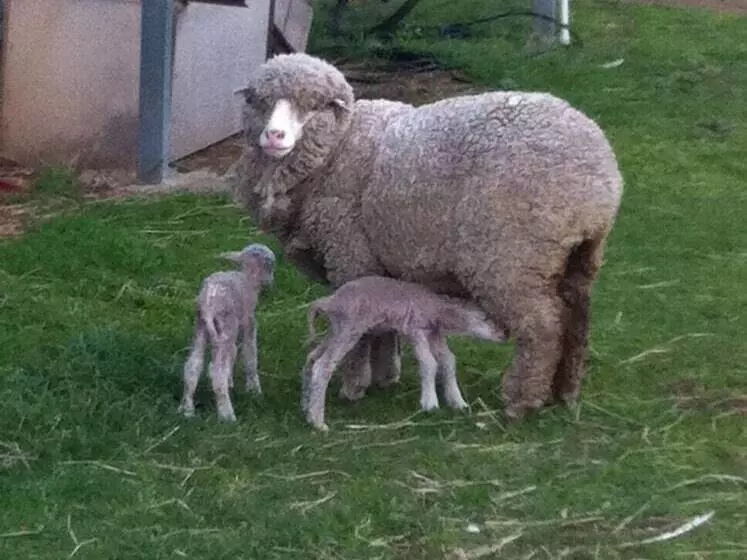 ホテル Taras Richmond Farmstay