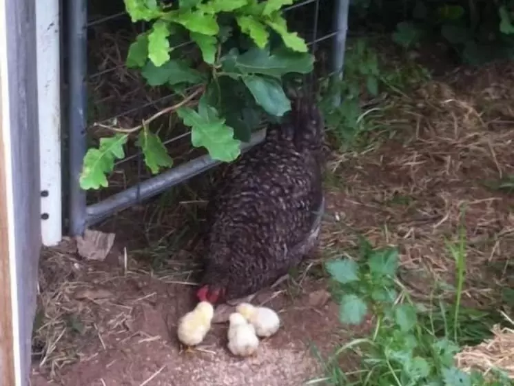 ホテル Taras Richmond Farmstay