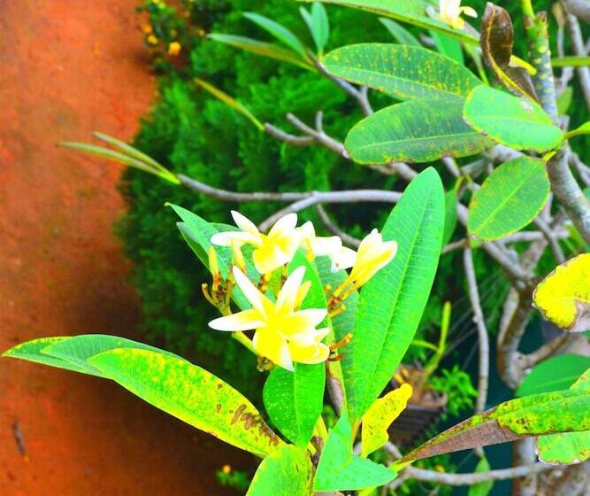 פנסיון Chaya Villa Guest House