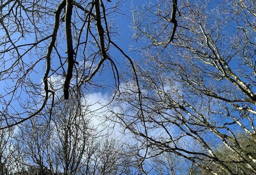 Cornwall Woodland Dog Friendly Shepherd S Hut