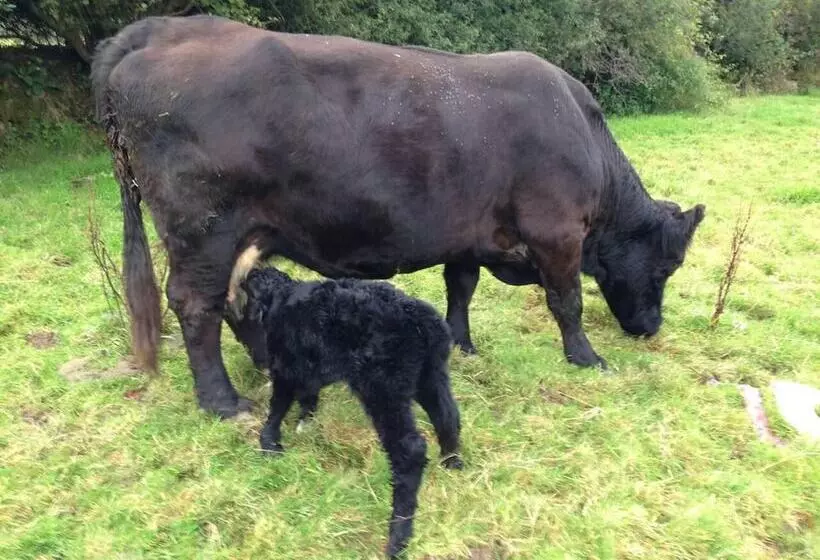 Relaxing Holiday In Millpond Cottage   Cwmiar