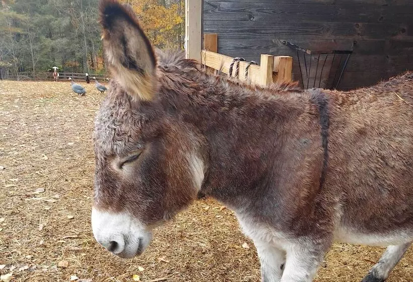Rustic & Authentic Farm Stay By Dupont Forest!
