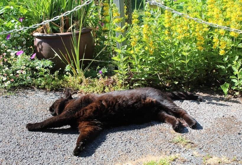 Rose Court Holiday Apartments