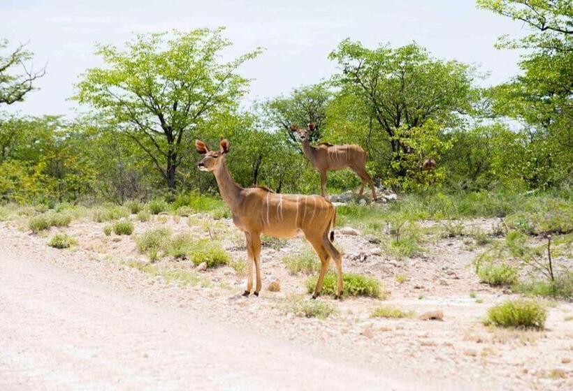 هتل Etosha Safari Camp, Etosha National Park, Namibia