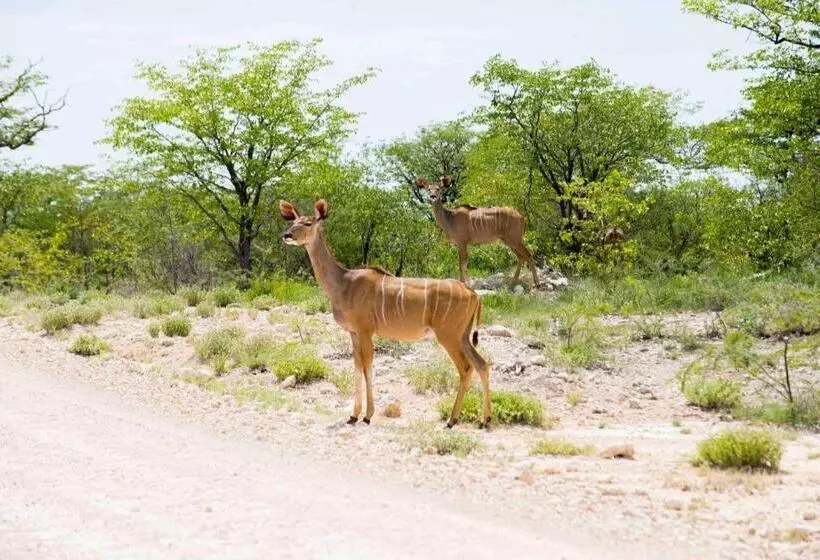هتل Etosha Safari Camp, Etosha National Park, Namibia