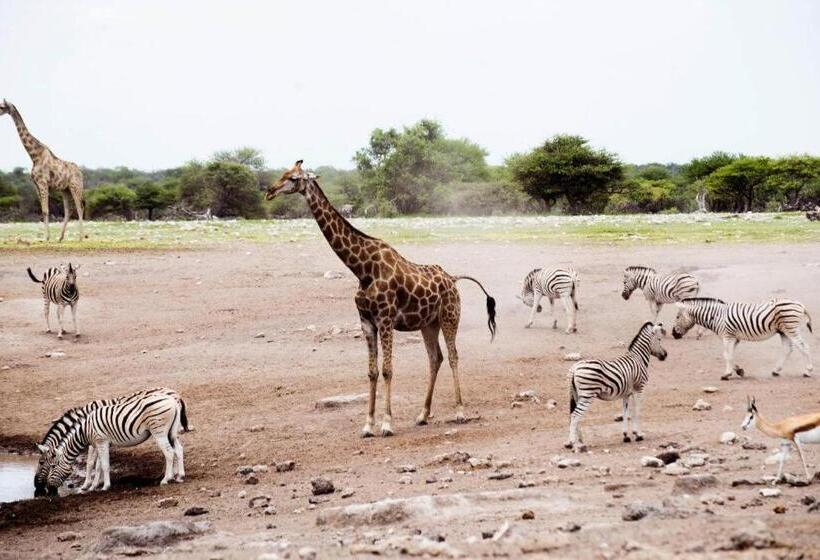 هتل Etosha Safari Camp, Etosha National Park, Namibia