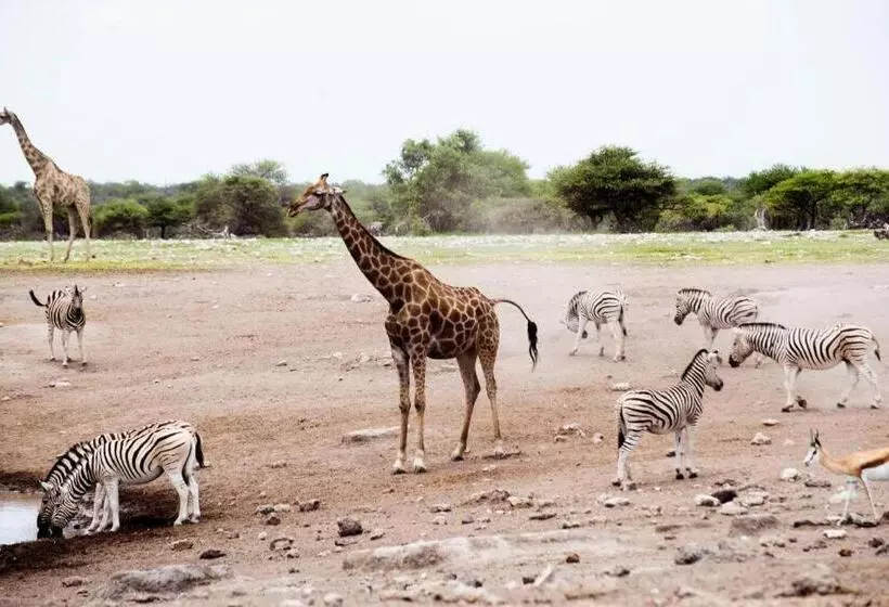 هتل Etosha Safari Camp, Etosha National Park, Namibia