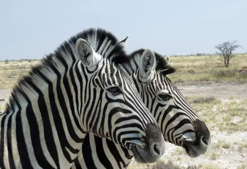 هتل Etosha Safari Camp, Etosha National Park, Namibia
