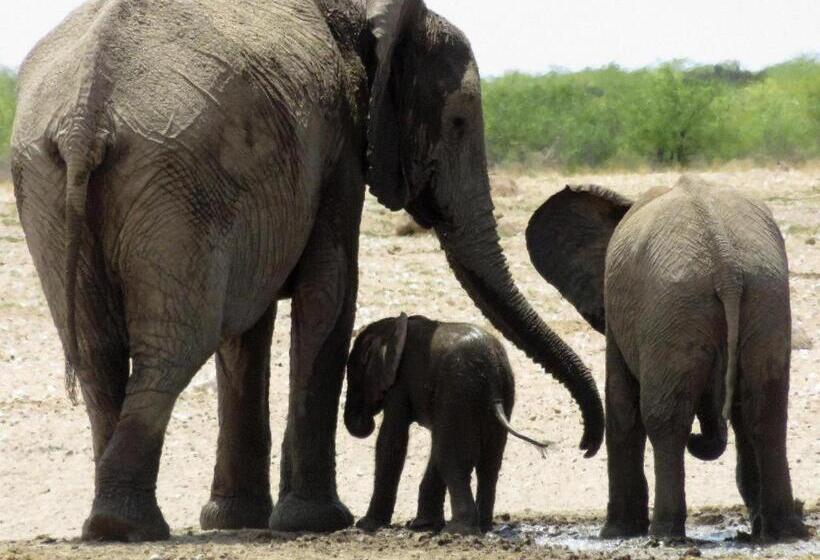هتل Etosha Safari Camp, Etosha National Park, Namibia