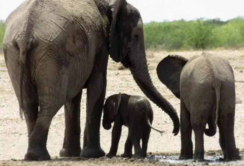 هتل Etosha Safari Camp, Etosha National Park, Namibia
