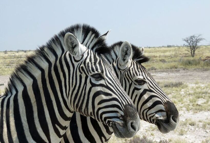 هتل Etosha Safari Camp, Etosha National Park, Namibia