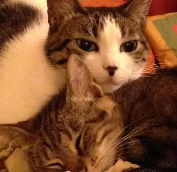 فندق Agriturismo La Marletta