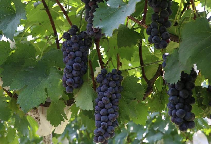 בית מלון כפרי Grand Mercure Zhengzhou West