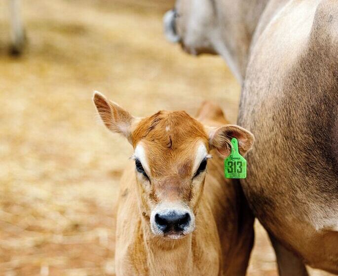 The Cabins At Reverence Farms By Sagra