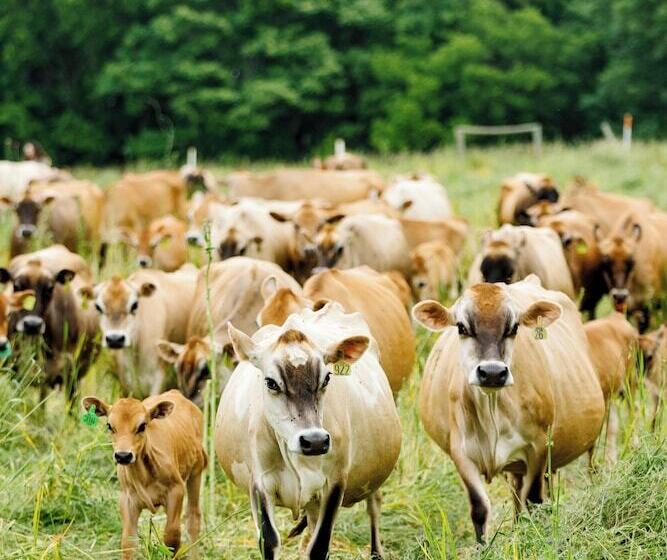 The Cabins At Reverence Farms By Sagra