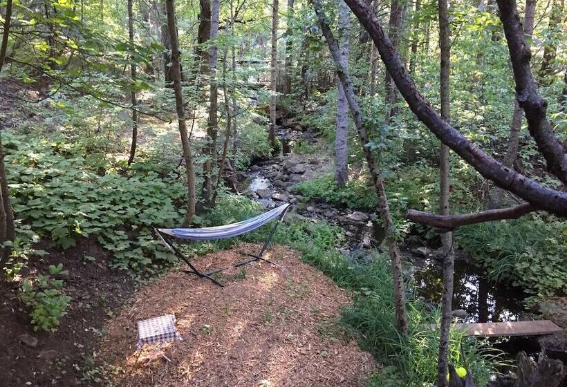 Glorious Summer At Cabin On The Creek