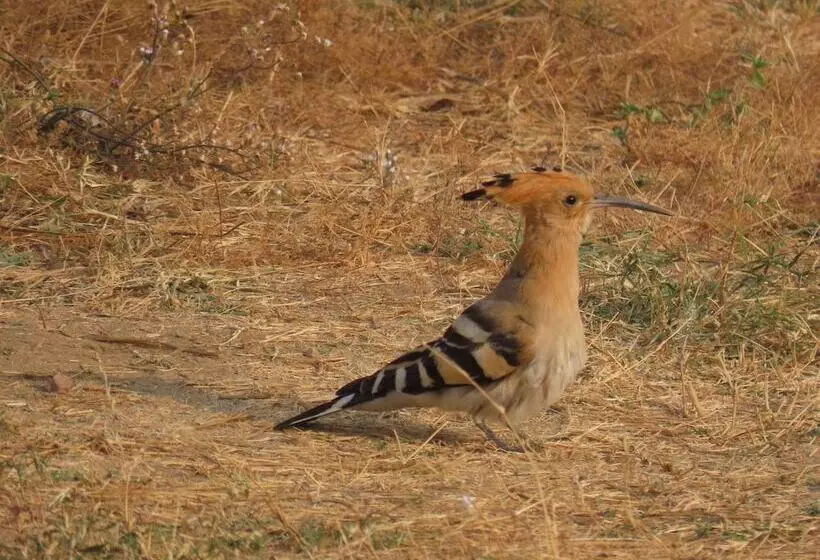 ホテル Clarks Safari Jawai