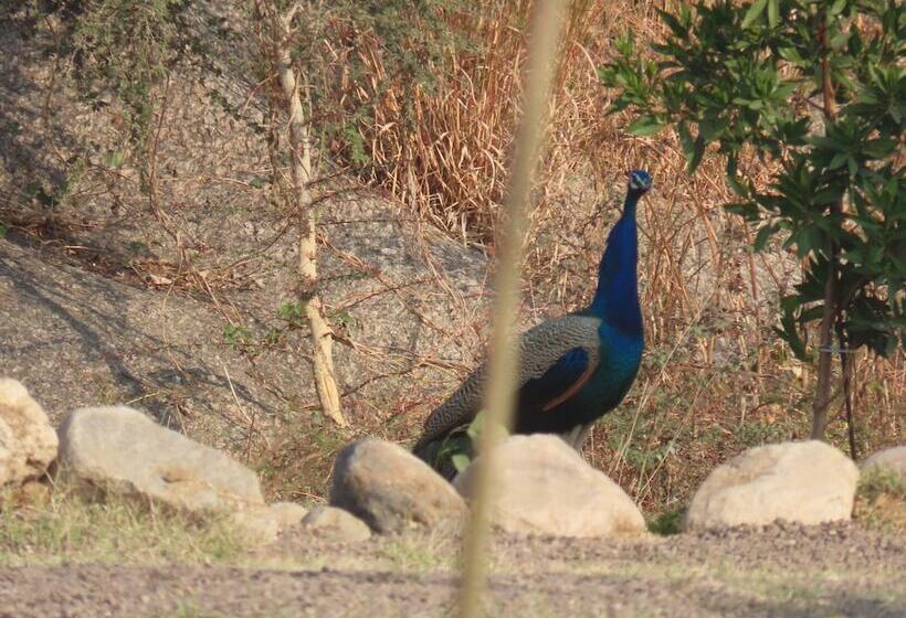 酒店 Clarks Safari Jawai