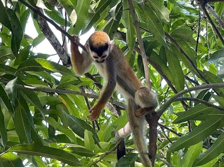 ホテル Grand Park Manuel Antonio