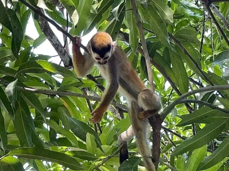 ホテル Grand Park Manuel Antonio