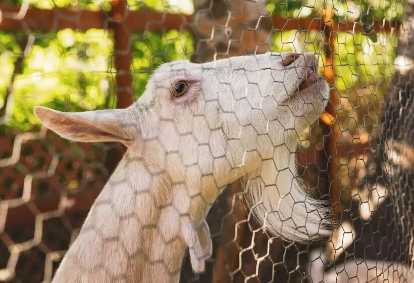 Iron Horse Inn Bed & Breakfast