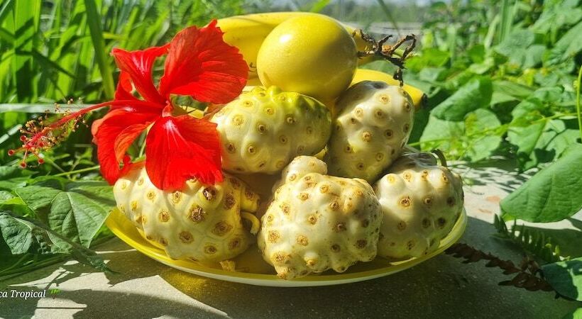 پانسیون La Botanica Tropical