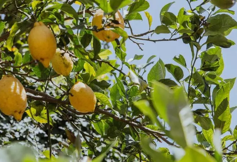 Majatalo Lemon Tree Rooms