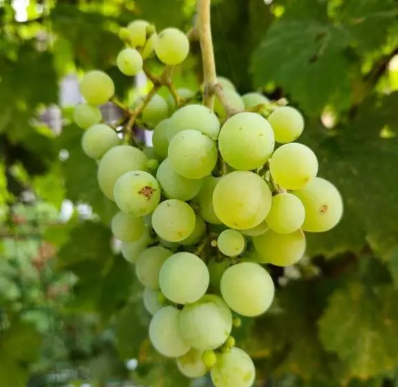 Pensiunea Sun Victor